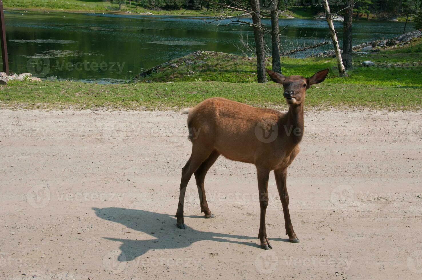 Deer in a nature reserve in Canada photo