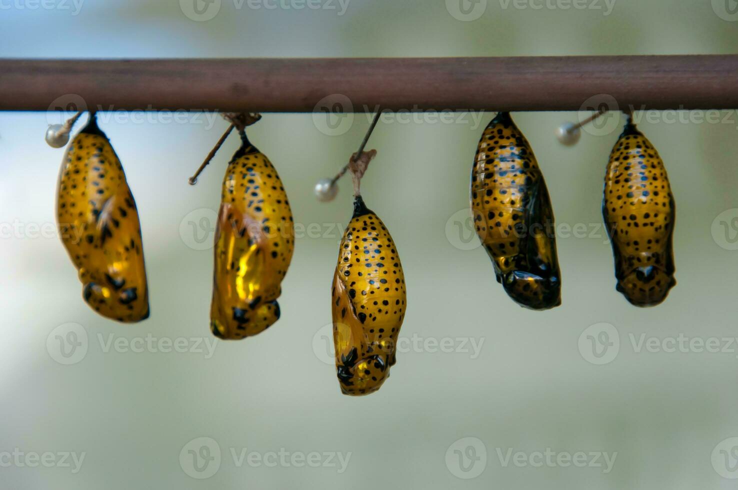 Butterfly nursery still in the cocoon photo