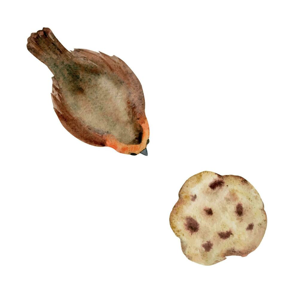 Hand drawn watercolor illustration. Winter redbreast robin bird and homemade baked chocolate chip shortbread cookie. Single object isolated on white background. For shop, logo, print, paper, card vector