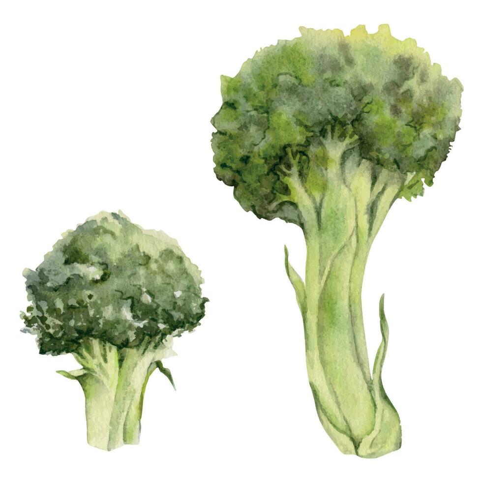 Hand drawn watercolor broccoli green vegetable for diet and healthy lifestyle, vegan cooking. Illustration single object isolated on white background. Design for poster, print, website, card, menu vector
