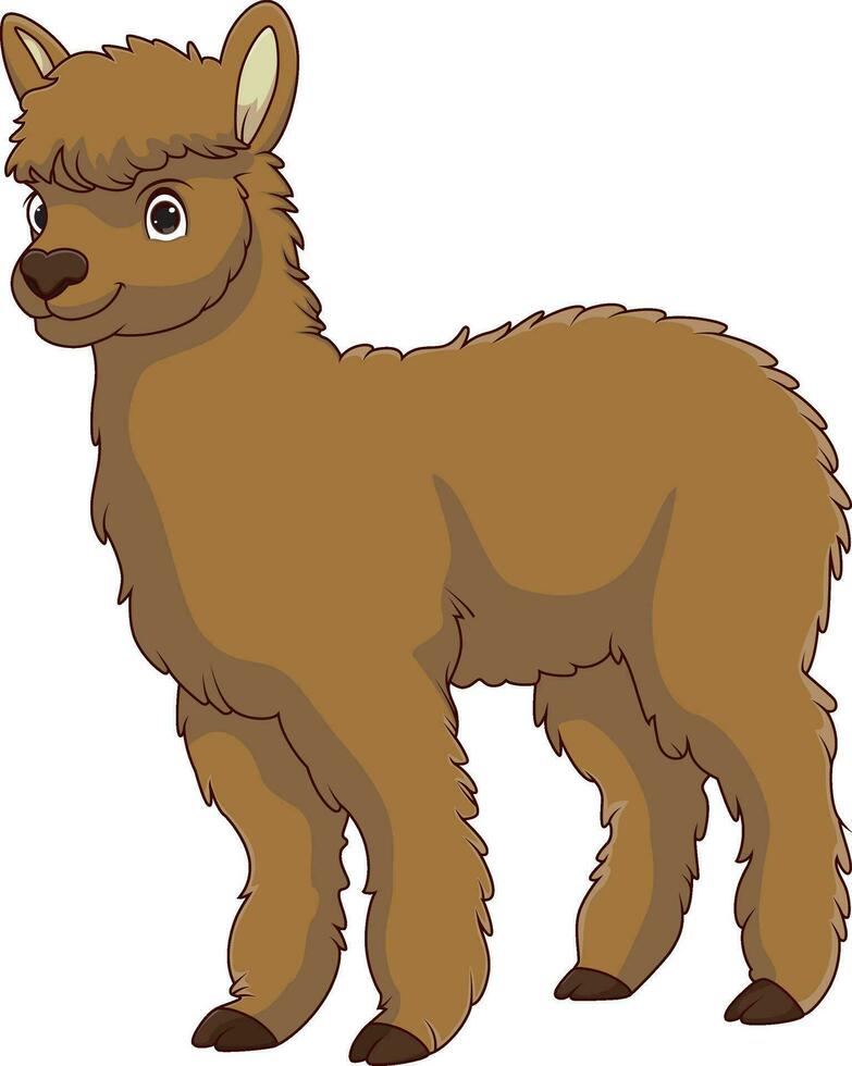 Cute Llama Cartoon On White Background vector