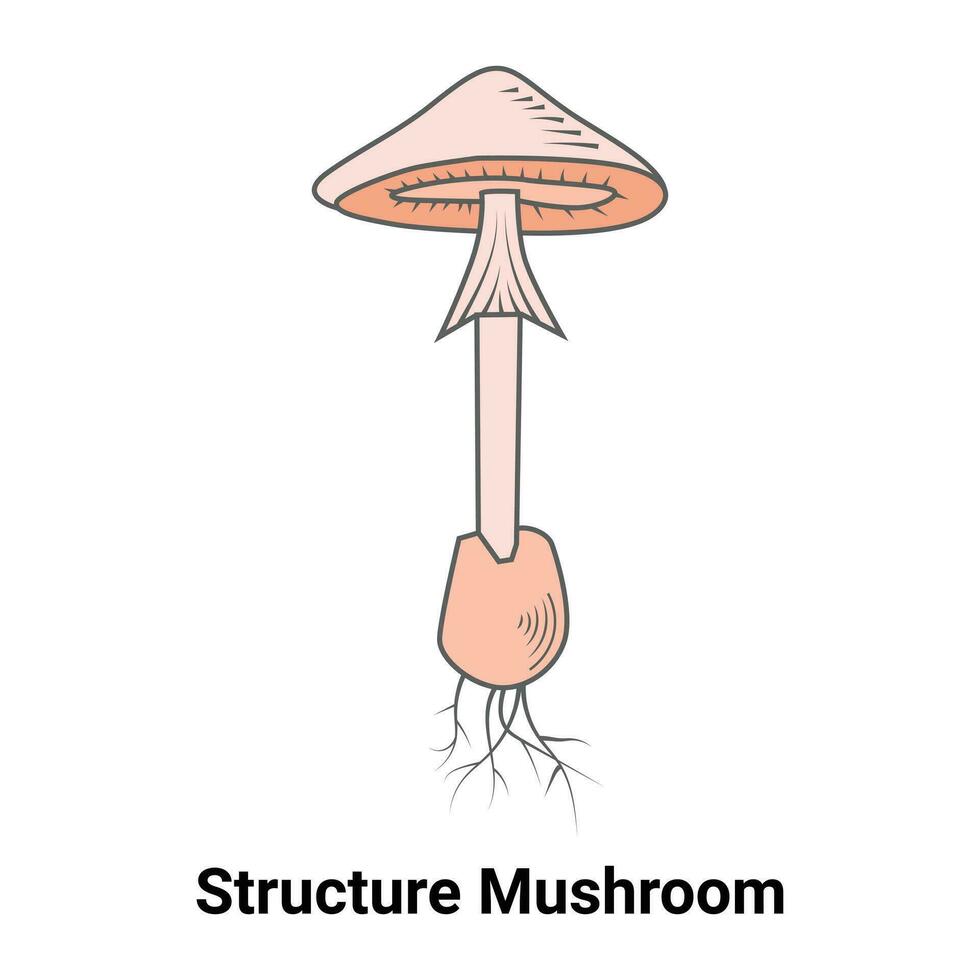 estructura seta vector ilustración diseño