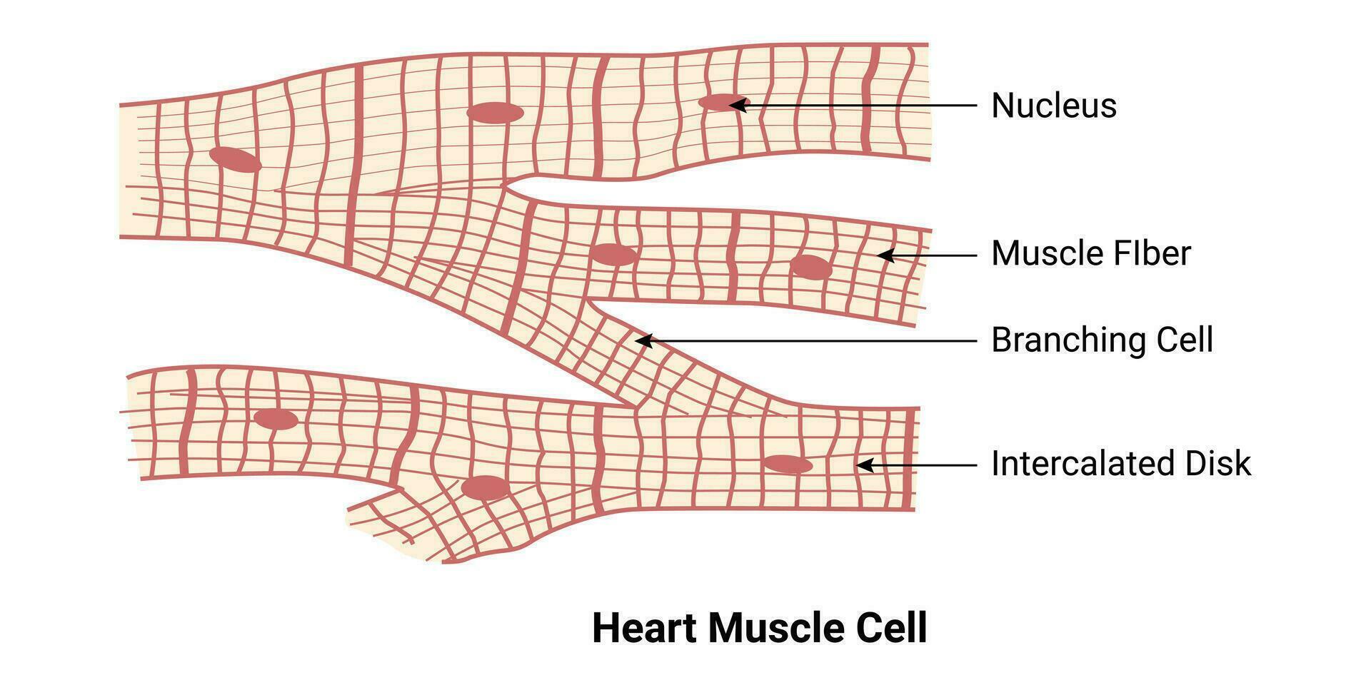 Heart Muscle Cell Design Illustration vector