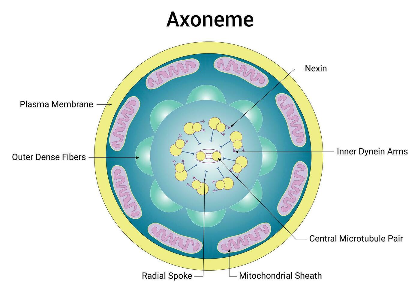 Axoneme Science Design Vector Diagram