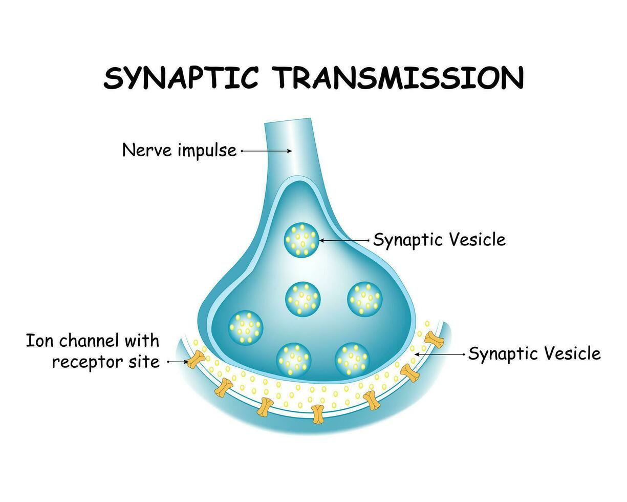 Synaptic Transmission Science Design Vector Illustration