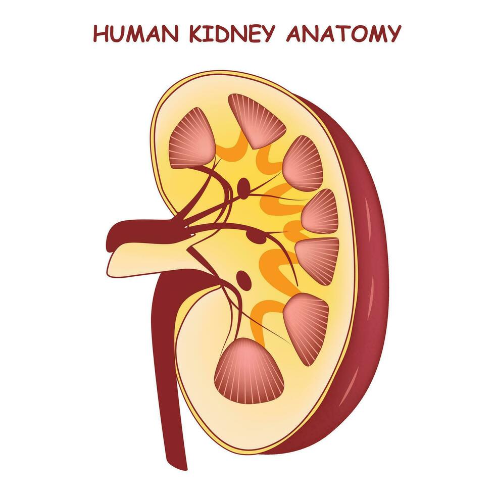 Human Kidney Anatomy Vector Illustration