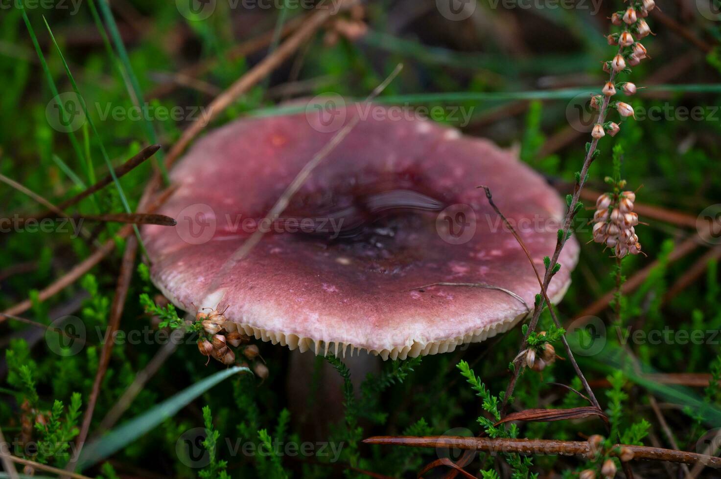 detalle de un salvaje hongos en su natural ambiente foto