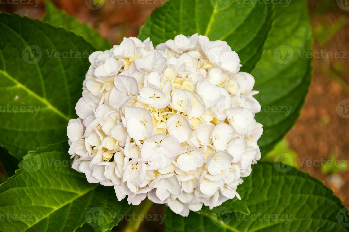 Hydrangeas are the typical flowers of the Azores Islands photo