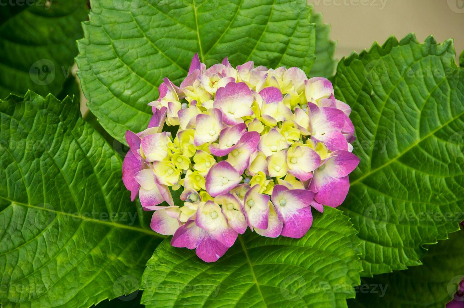 Hydrangeas are the typical flowers of the Azores Islands photo