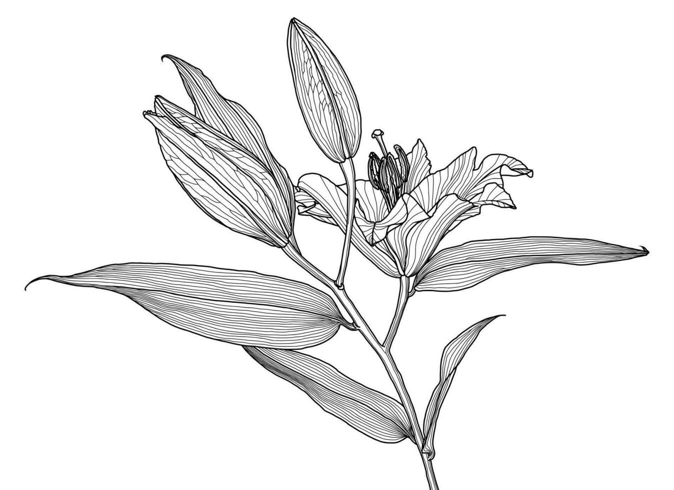 Realistic linear drawing of lily flower with leaves and buds vector