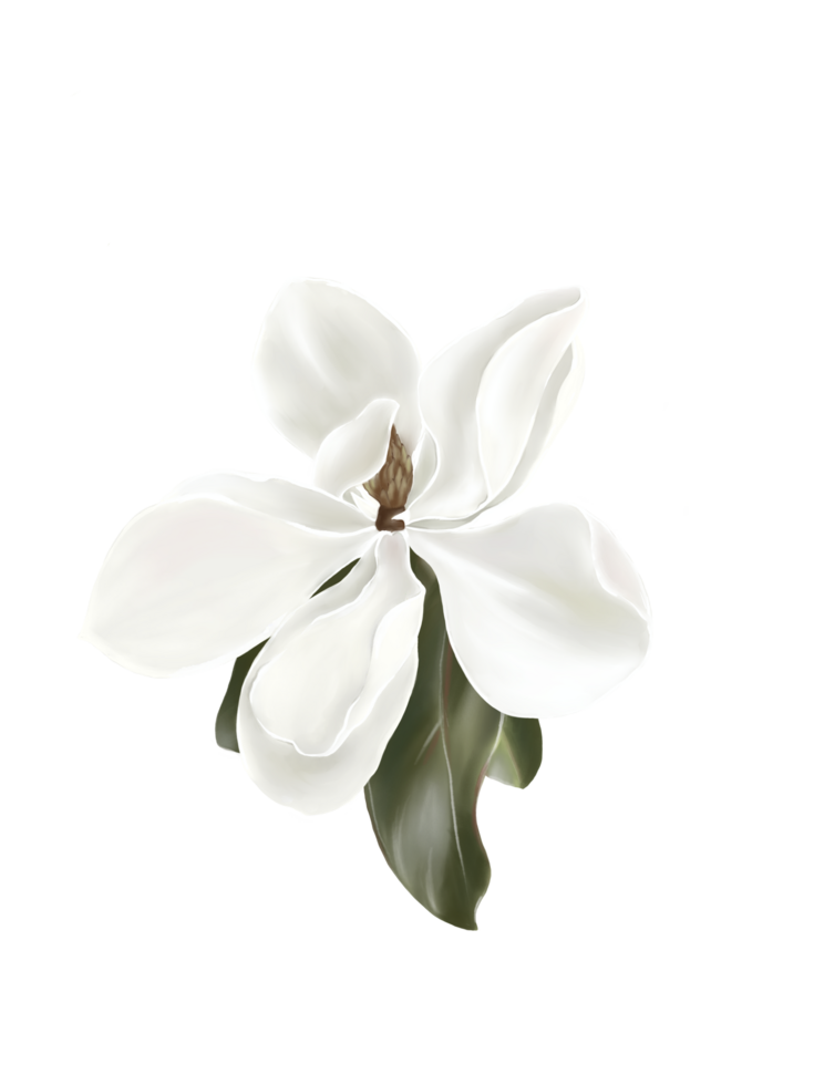 mano disegnare e dipingere un' grande magnolia fiore, bianca colore, illustrazione Immagine. png