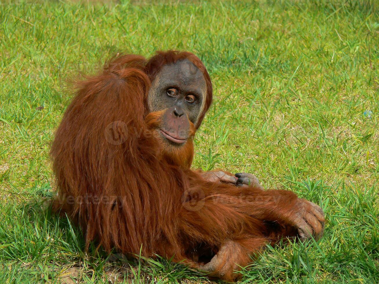 Chimpanzee in Lisbon zoo photo