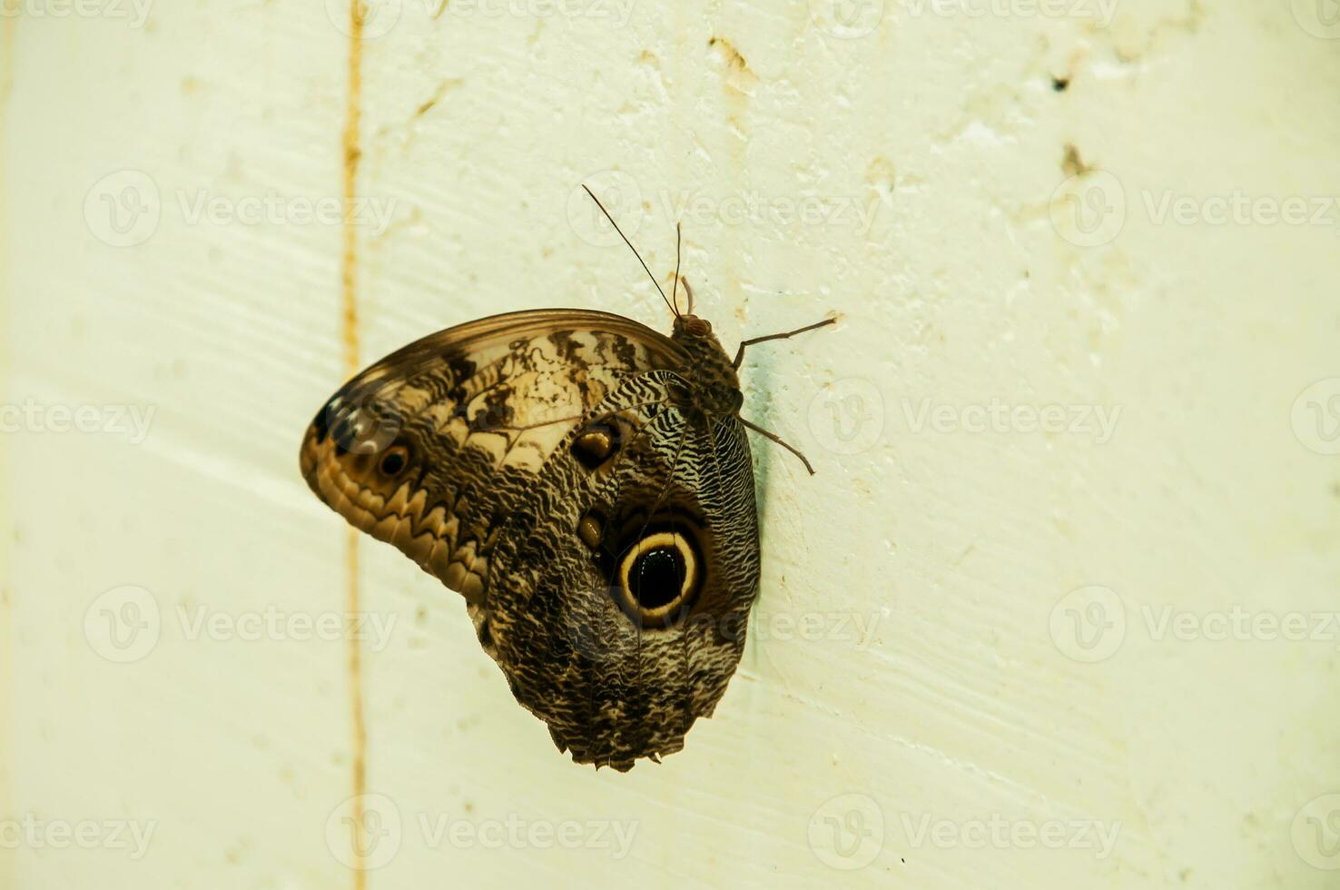The beauty of the colors and pattern of a butterfly photo