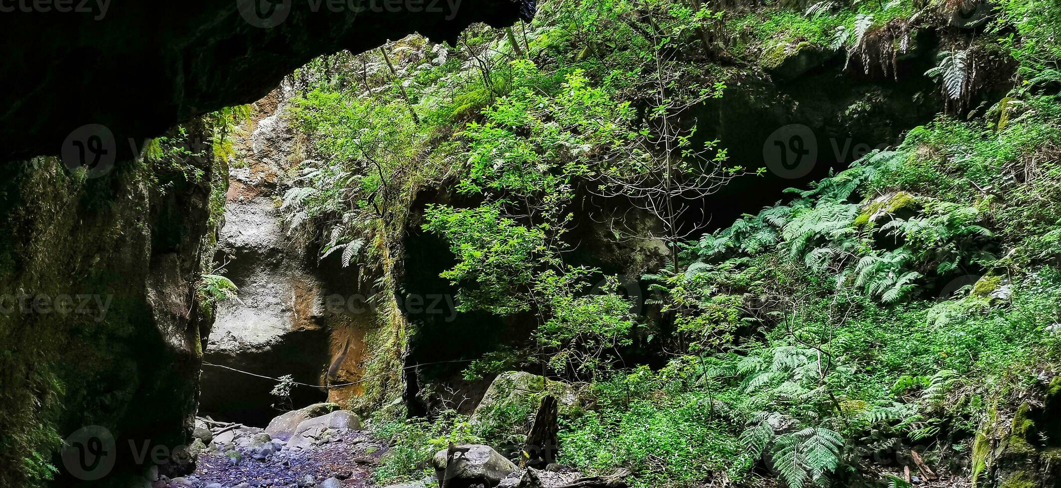 Los Tilos Forest on the island of La Palma, a place of indescribable beauty photo