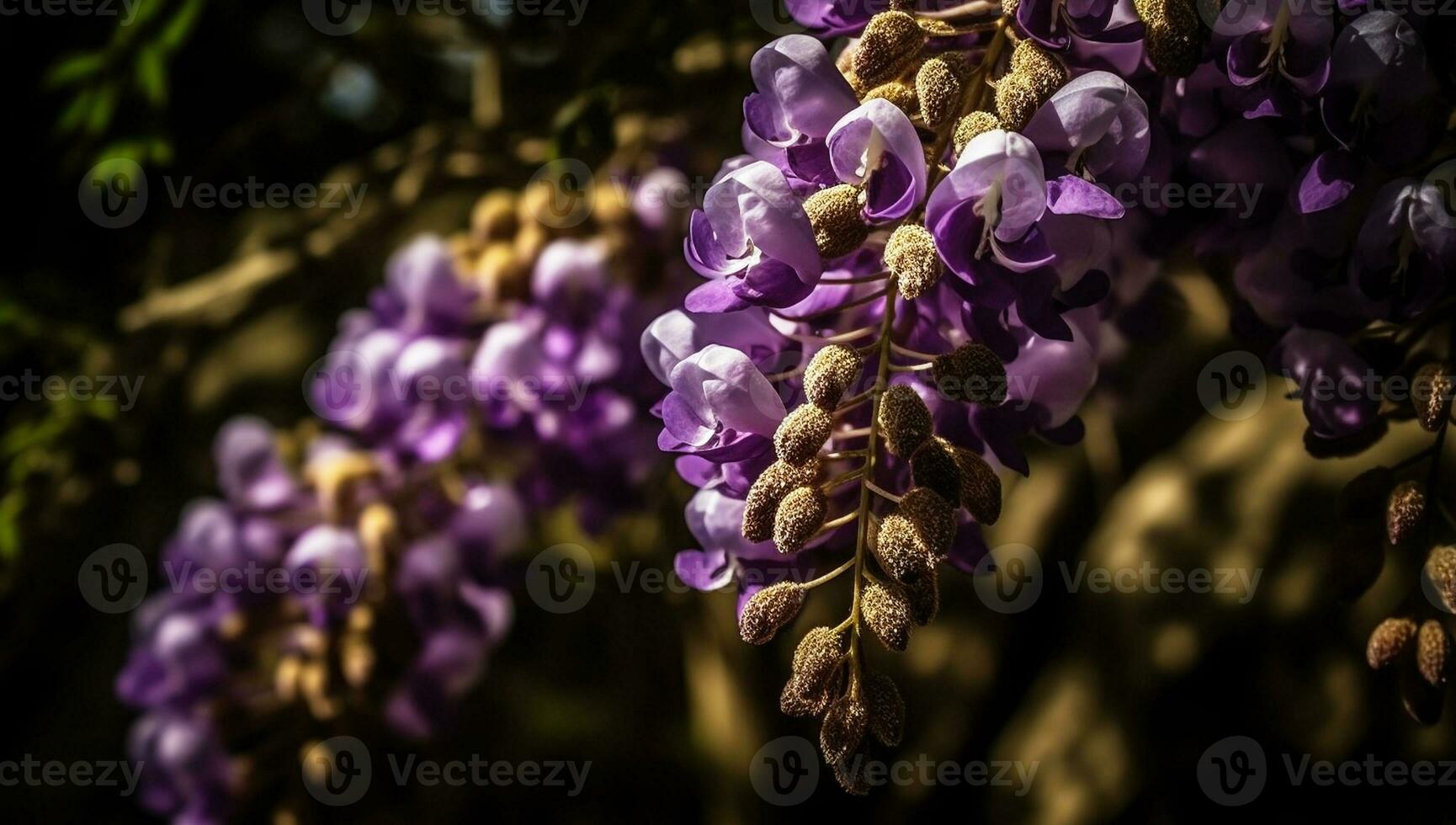 Vibrant illustration close up of flowering wisteria photo