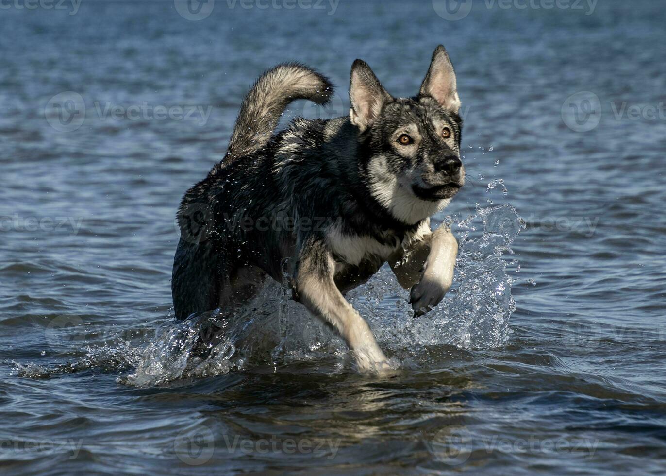 Dog in water photo