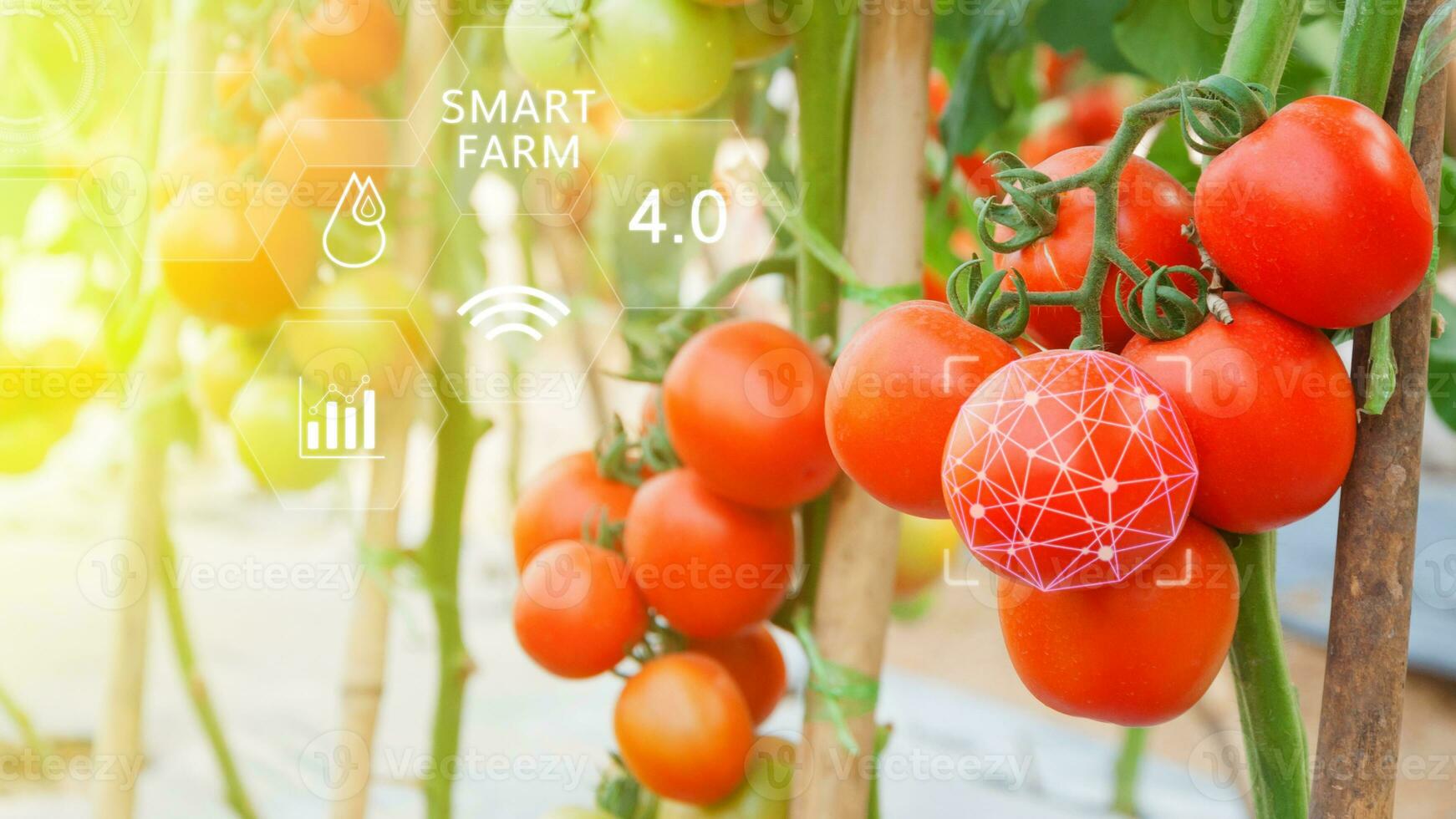 Tomates en invernadero con infografía, inteligente agricultura y precisión agricultura 4.0 con visual icono, digital tecnología agricultura y inteligente agricultura concepto. foto