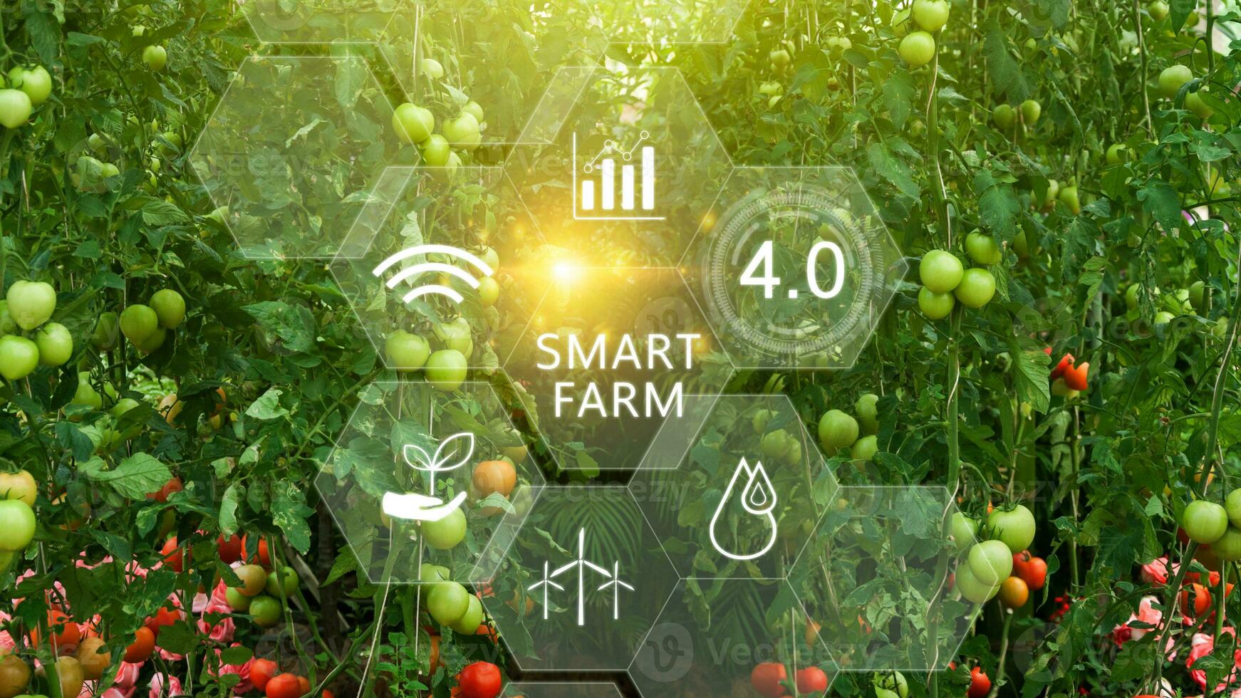 Tomatoes in greenhouse with infographics, Smart farming and precision agriculture 4.0 with visual icon, digital technology agriculture and smart farming concept. photo