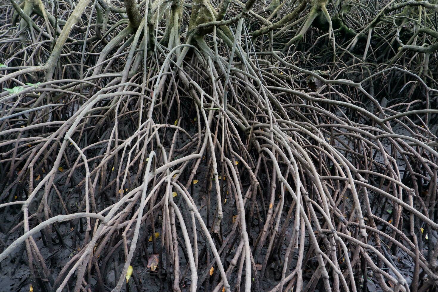 selective focus to the roots of mangrove trees growing above the water photo