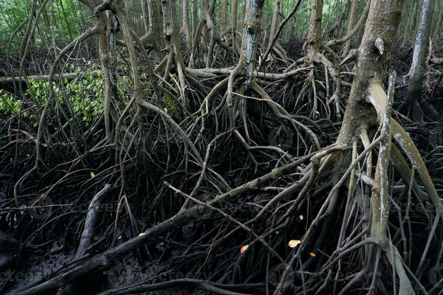 selective focus to the roots of mangrove trees growing above the water photo