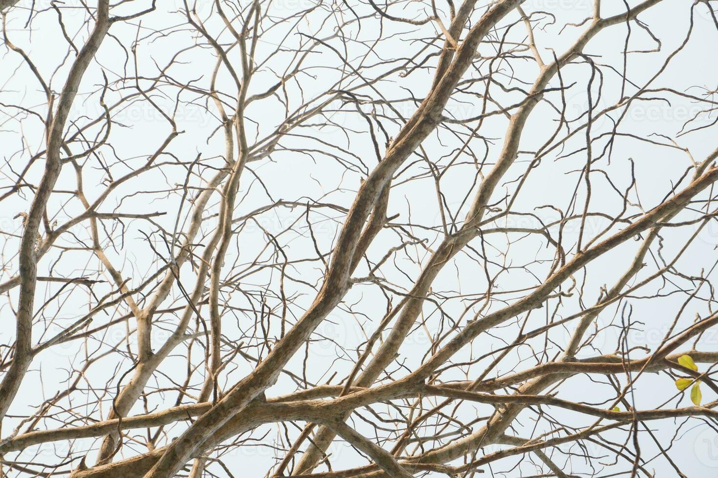 dry tree branches that died because of the dry season against the background of a bright blue sky photo