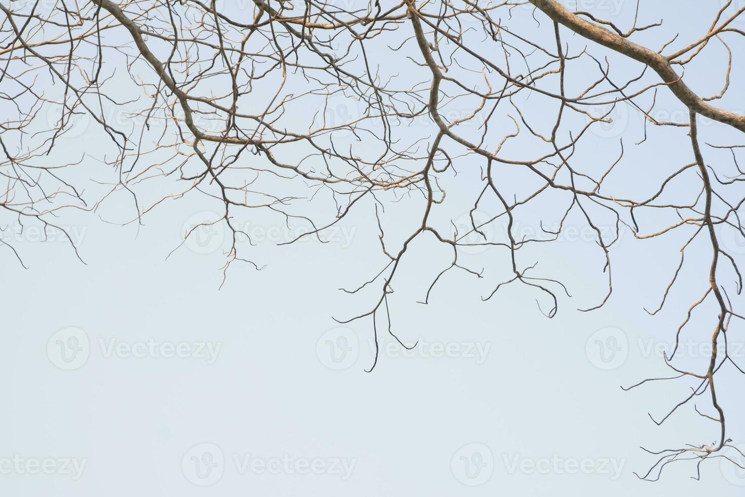 dry tree branches that died because of the dry season against the background of a bright blue sky photo