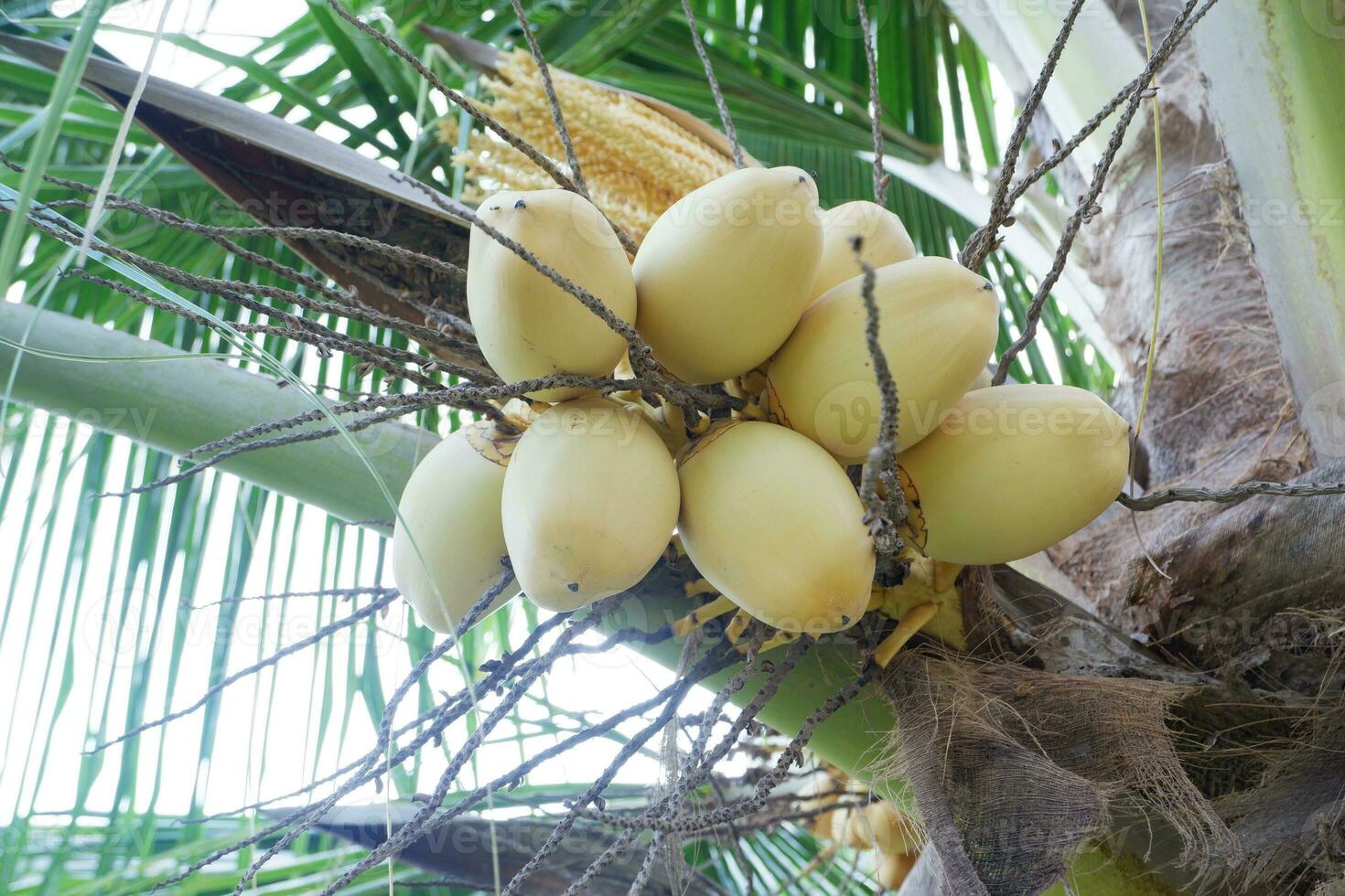 king coconut or yellow coconut, a type of coconut that doesn't have tall trees photo