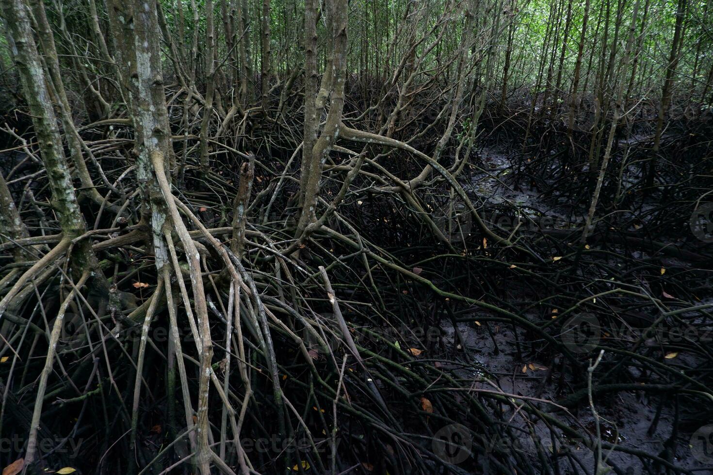 selective focus to the roots of mangrove trees growing above the water photo