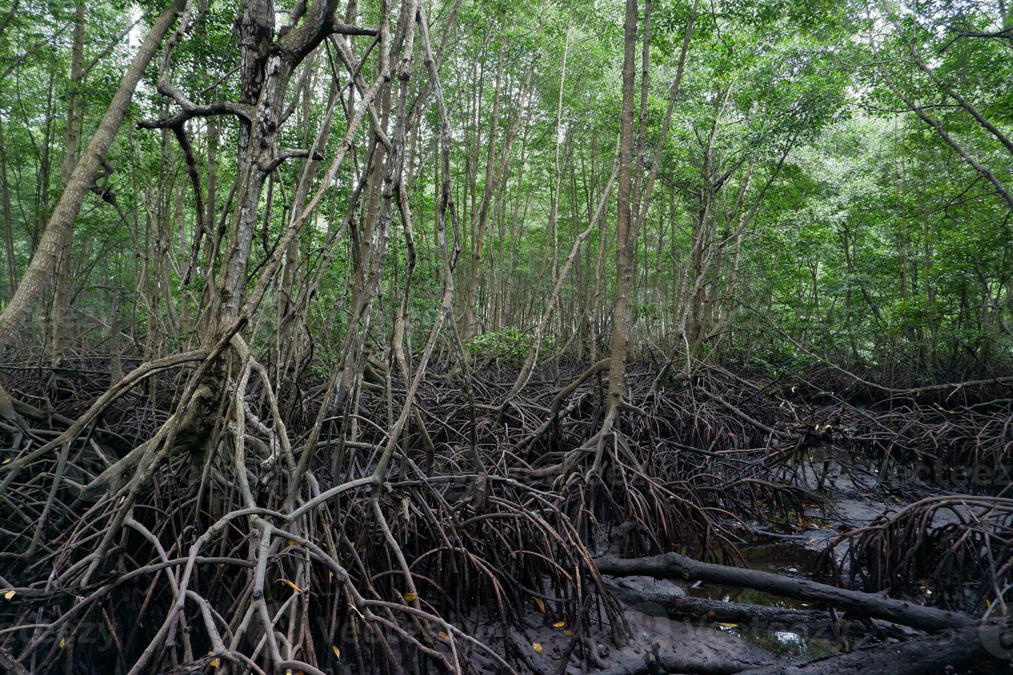 selective focus to the roots of mangrove trees growing above the water photo