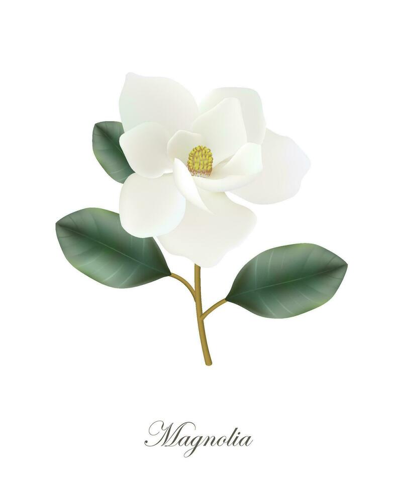 Magnolia flower, realistic vector illustration