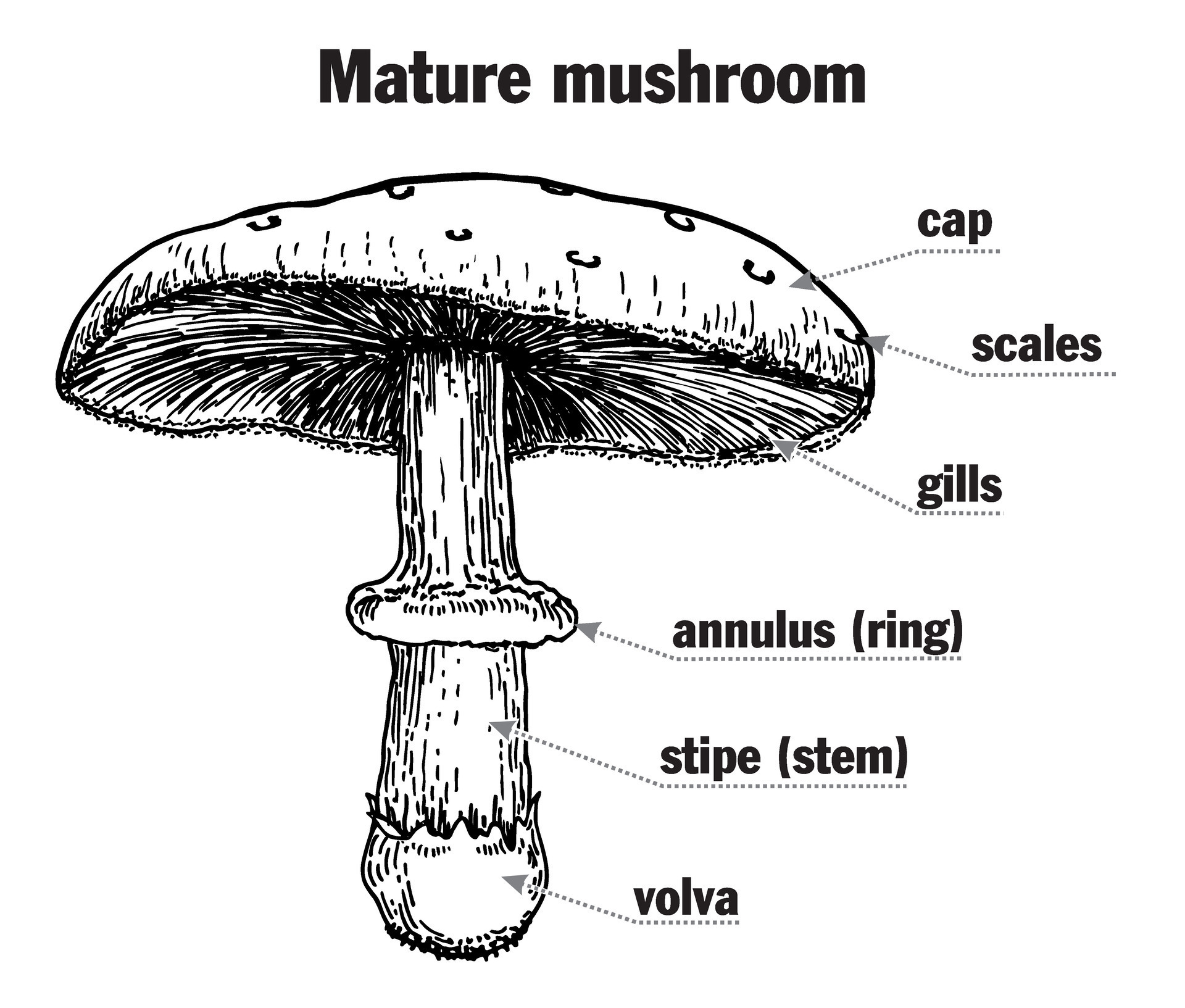 Mushroom structure. Mushroom anatomy. Biology diagram. Structure parts,  cap, skirt, spores, ring, lamella, pileus, stem, gills volva, mycelium,  hyphae, fungus. Toadstool, mush room diagram 30346391 Vector Art at Vecteezy