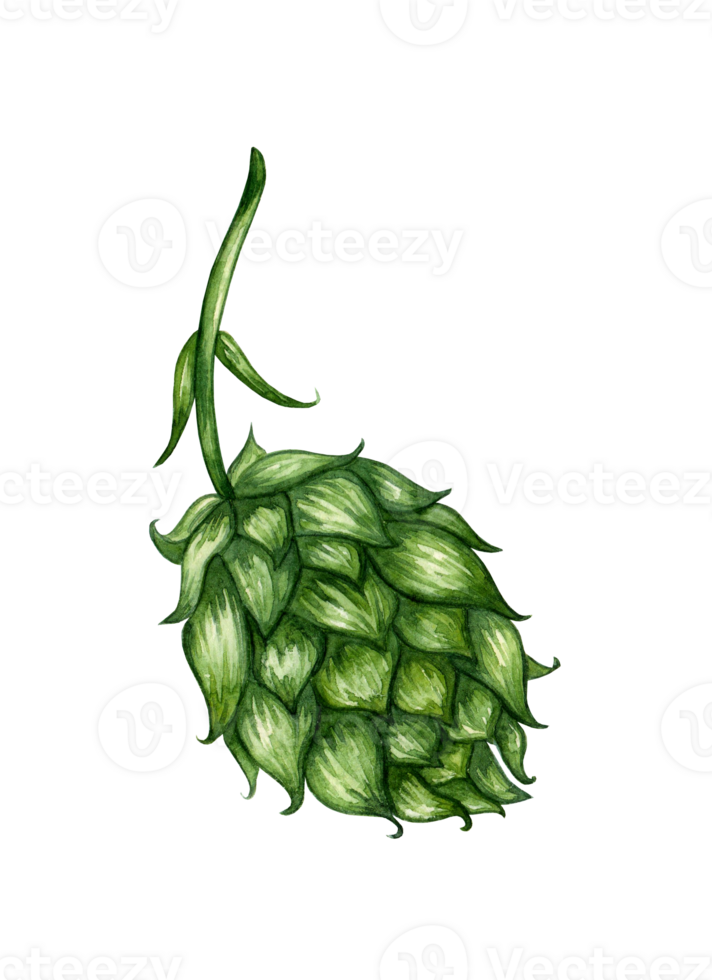 Watercolor illustration of a branch of fresh green hops for use in the brewing industry. Isolated malt. Composition for posters, postcards, banners, flyers, covers, posters and other printing products png