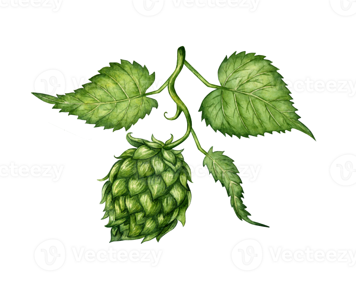 Watercolor illustration of a branch of fresh green hops for use in the brewing industry. Isolated malt. Composition for posters, postcards, banners, flyers, covers, posters and other printing products png