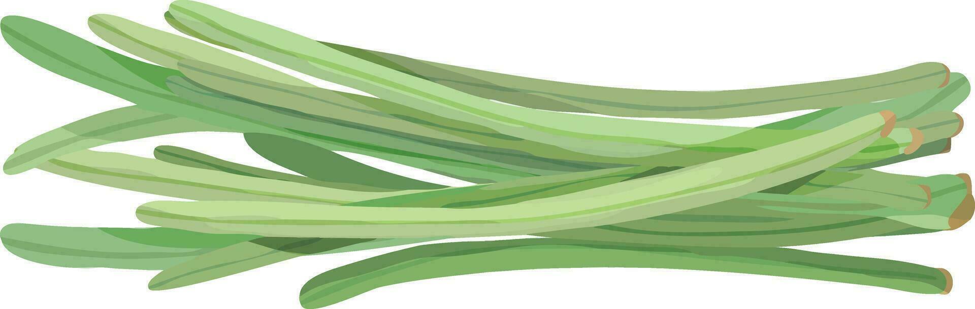 Long String Beans. Snake Beans. Asian Vegetable Illustration Vector. vector