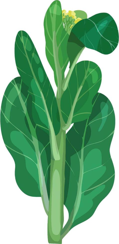 Yu Choy Sum. Asian Vegetable Illustration Vector. vector