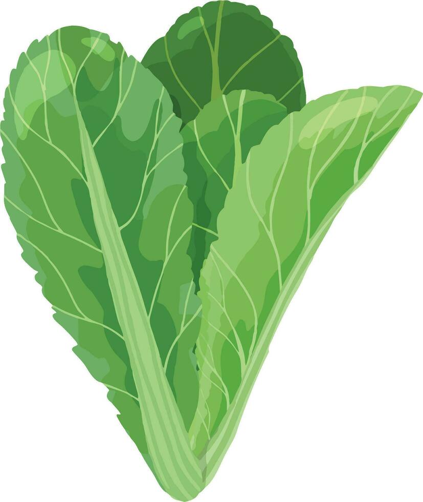 asiático mostaza verde. chino mostaza verde. asiático vegetal ilustración vector. vector