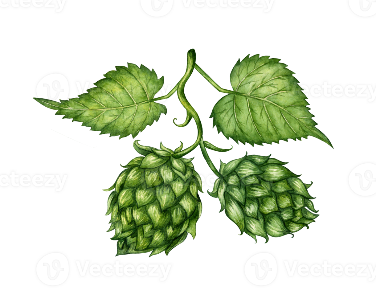 Watercolor illustration of a branch of fresh green hops for use in the brewing industry. Isolated malt. Composition for posters, postcards, banners, flyers, covers, posters and other printing products png