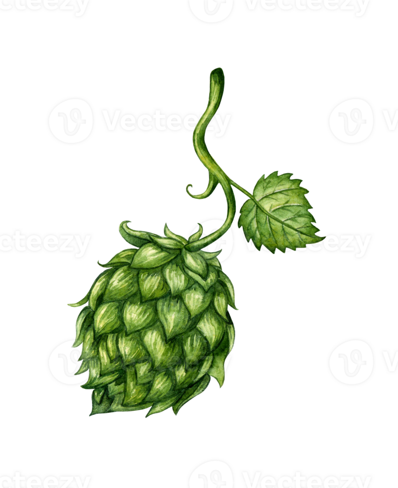 Green hop cone and leaf watercolor png