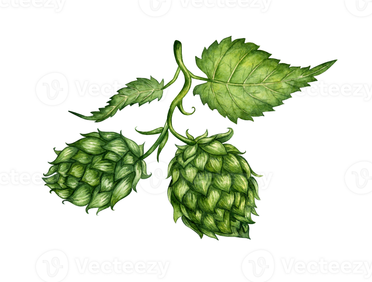 Watercolor illustration of a branch of fresh green hops for use in the brewing industry. Isolated malt. Composition for posters, postcards, banners, flyers, covers, posters and other printing products png