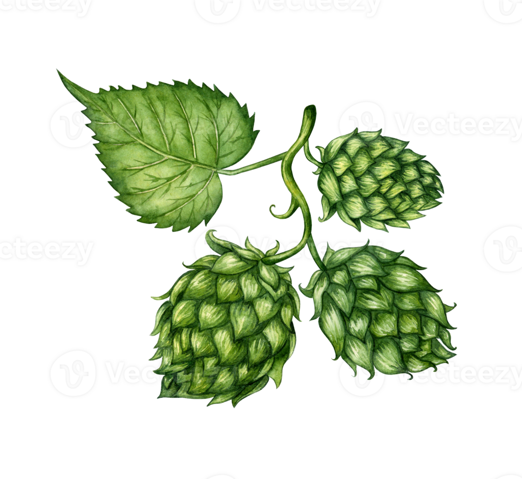 Watercolor illustration of a fresh green hop branch and leaf for use in the brewing industry. Isolated malt. Compositions for posters, cards, banners, flyers, covers, playbills and other printed png
