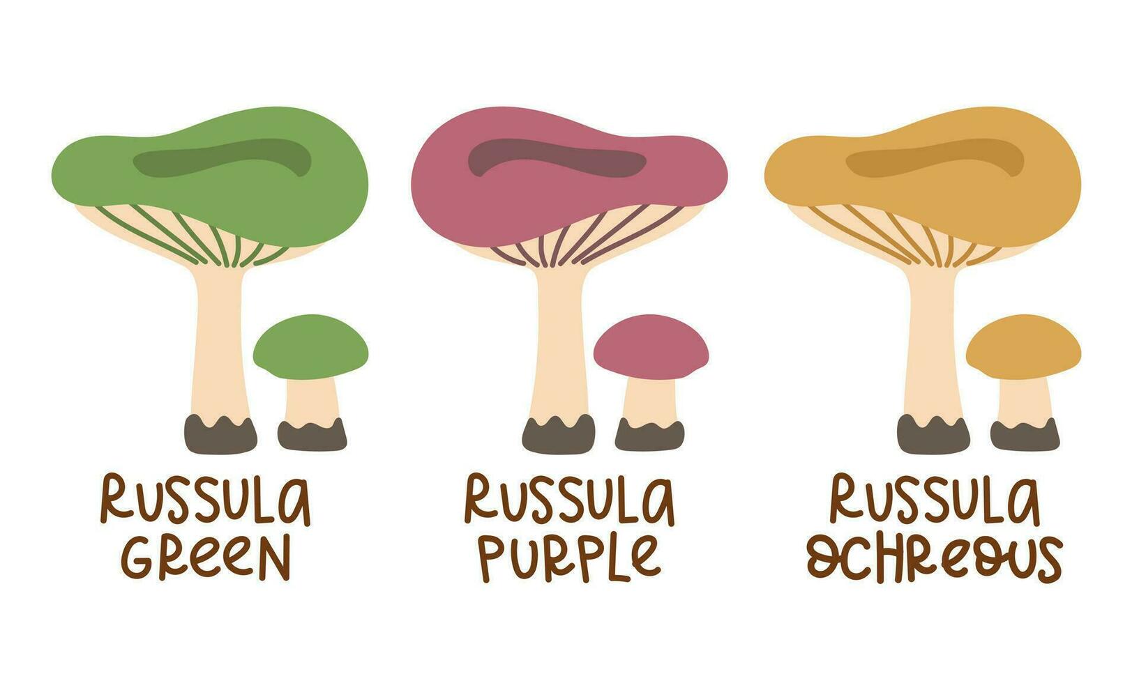 Vector illustration set is a collection of colored russula with inscriptions isolated on a white background. A flat tender group of colored mushrooms. Children's education, a study guide