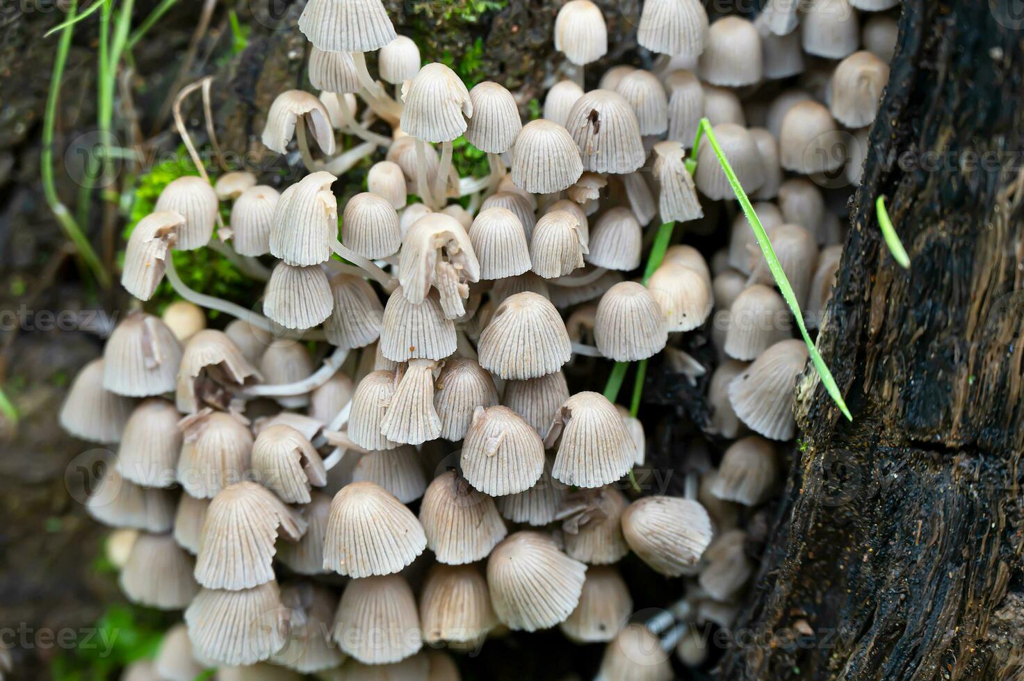Detail of a wild mushrooms in their natural environment photo