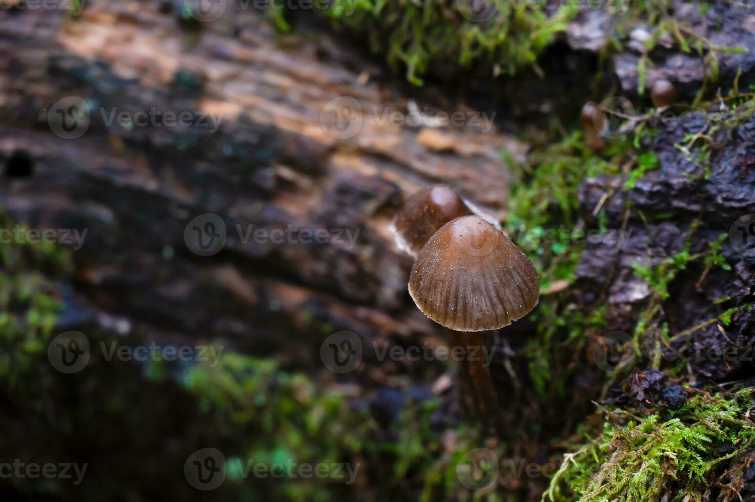 Detail of a wild mushrooms in their natural environment photo