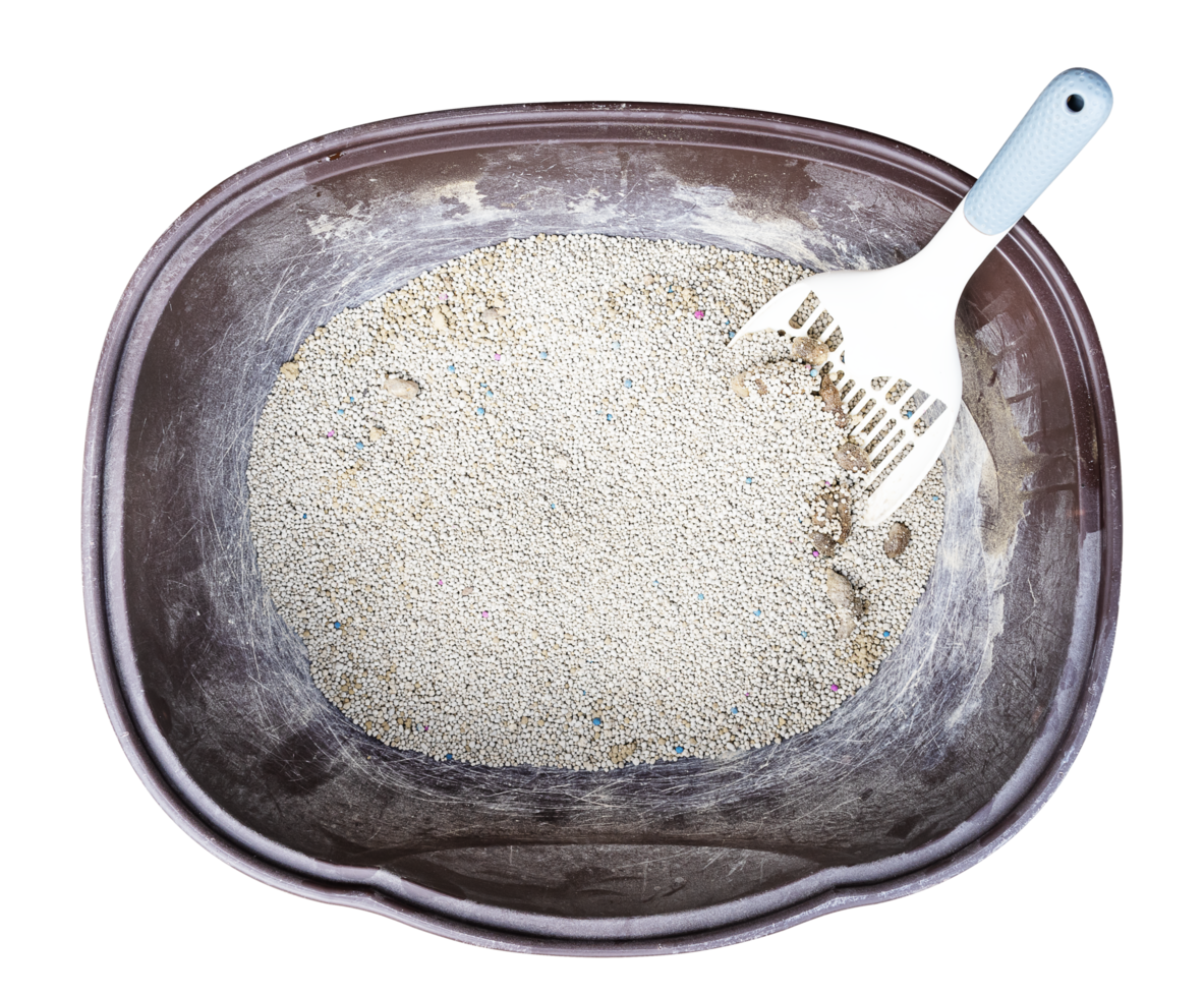 Top view white shovel in cat litter box png