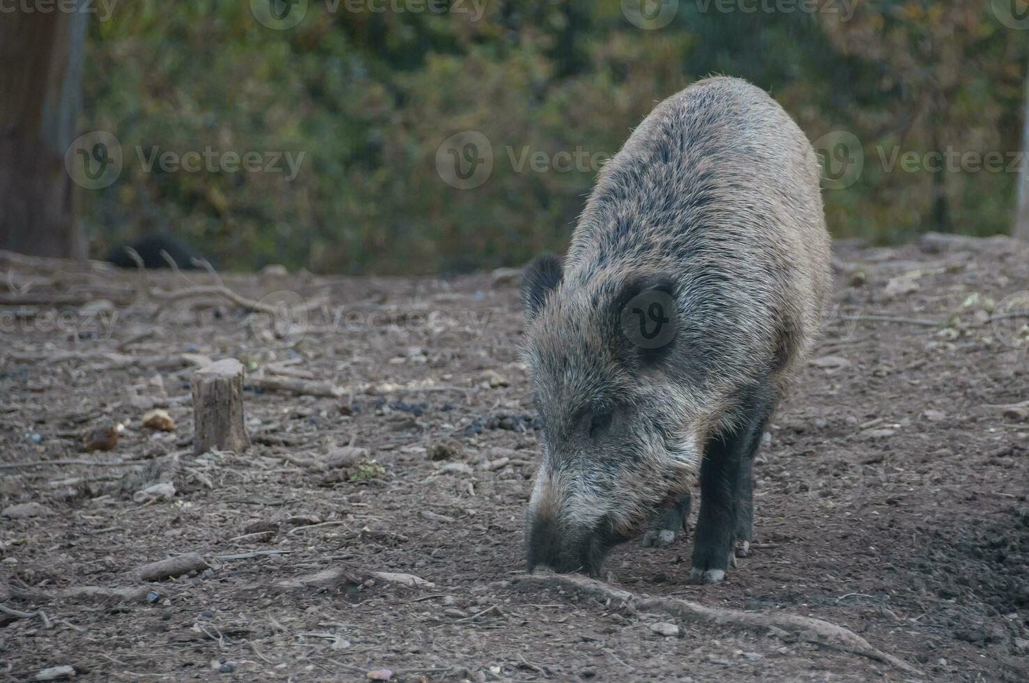 Wild boar in a nature reserve in Canada photo