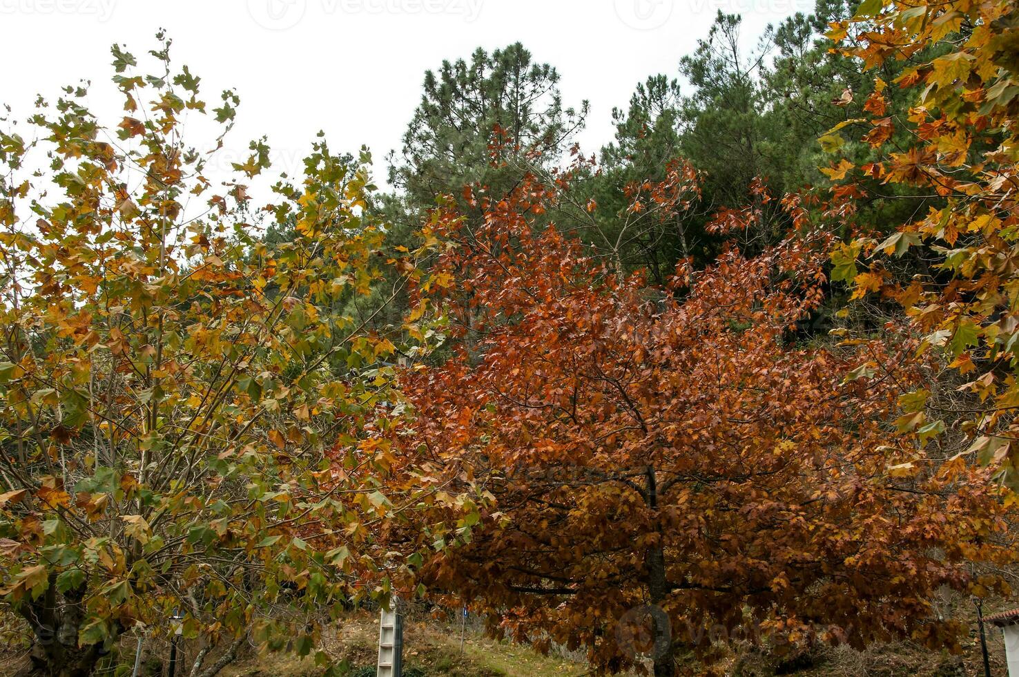 The natural beauty of autumn colors and falling leaves photo