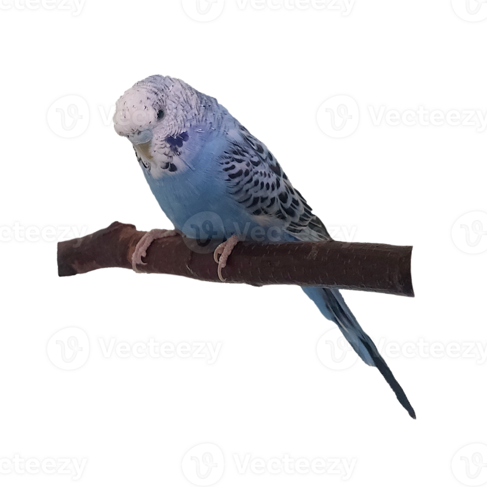 budgie, parrot on a branch png