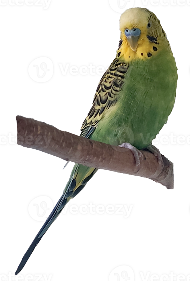 budgie, parrot on a branch png