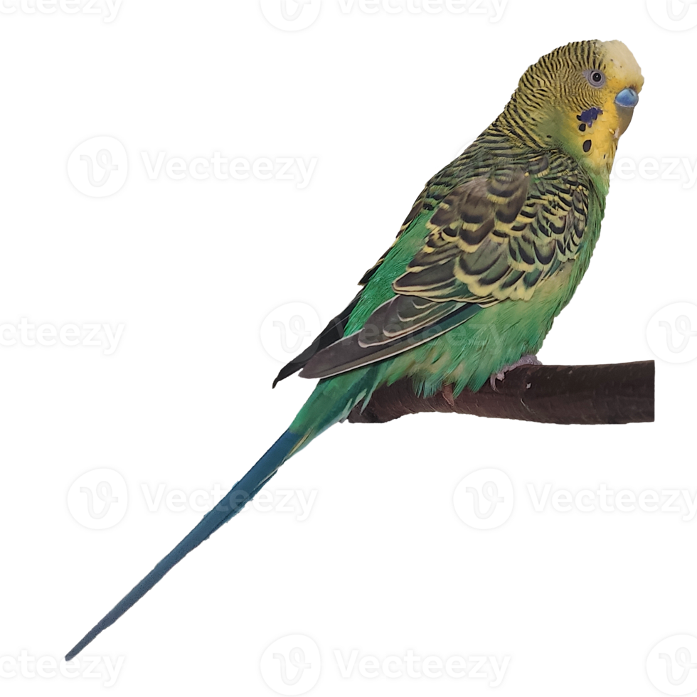 budgie, parrot on a branch png