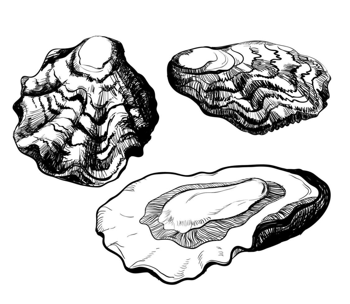 Black and white illustration of oysters isolated on a white background. Vector graphics of shellfish.